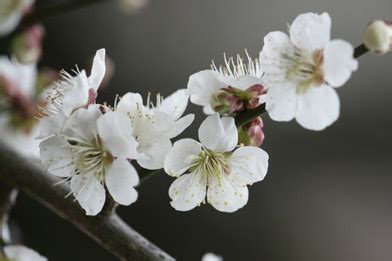 紅梅樹|ウメ（花ウメ）の種類（原種、品種）｜植物図鑑｜み 